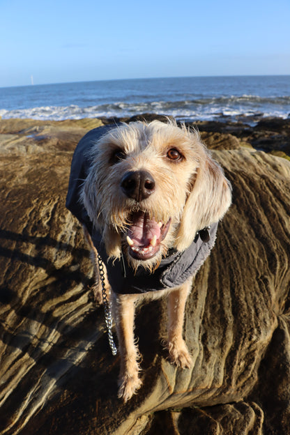 Paws & Plunge 4th-6th Nov '26