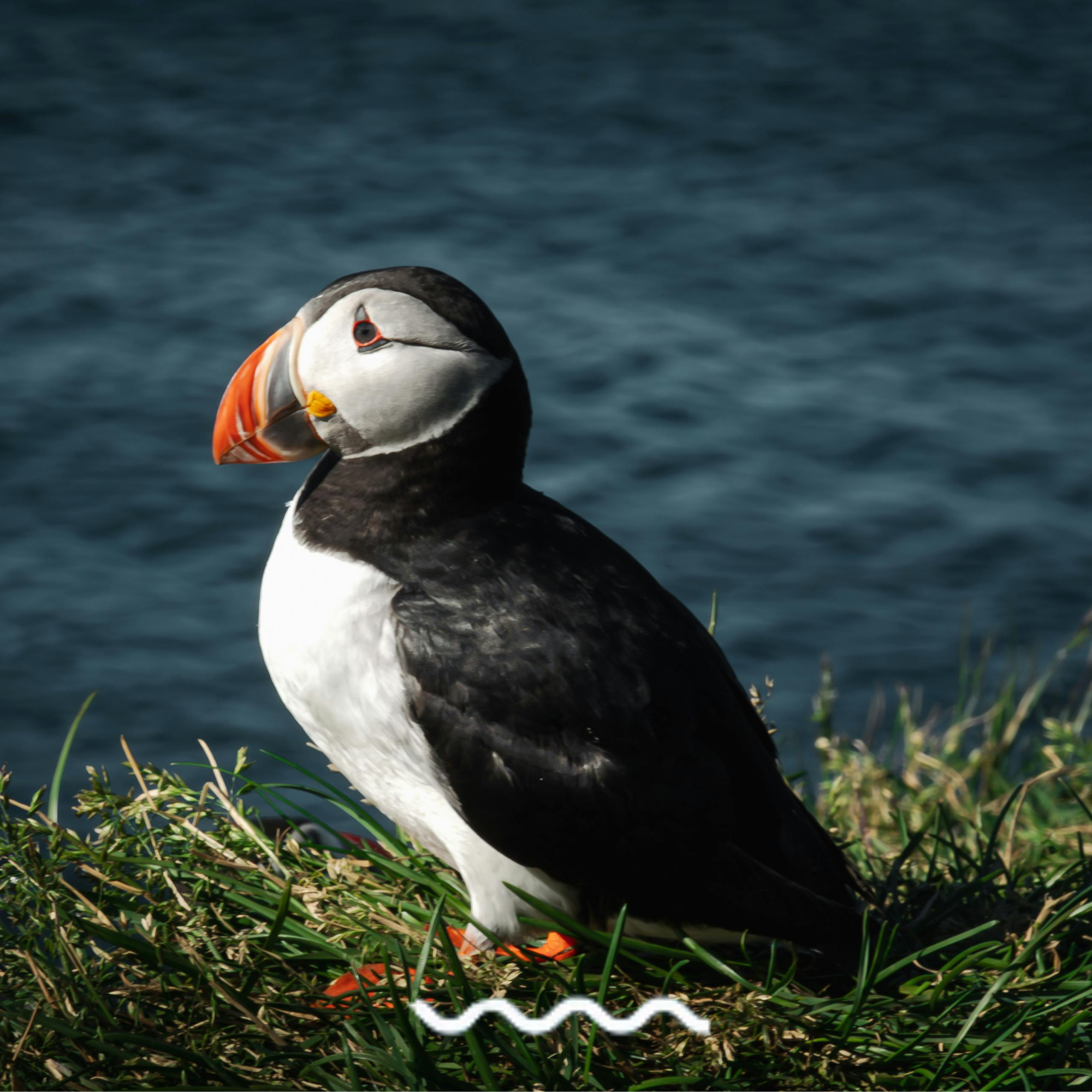 Puffins, Dolphins and cave swim