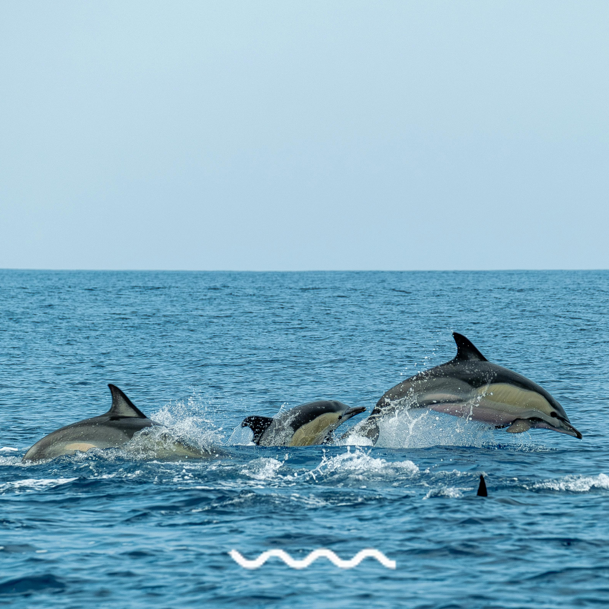 Puffins, Dolphins and cave swim