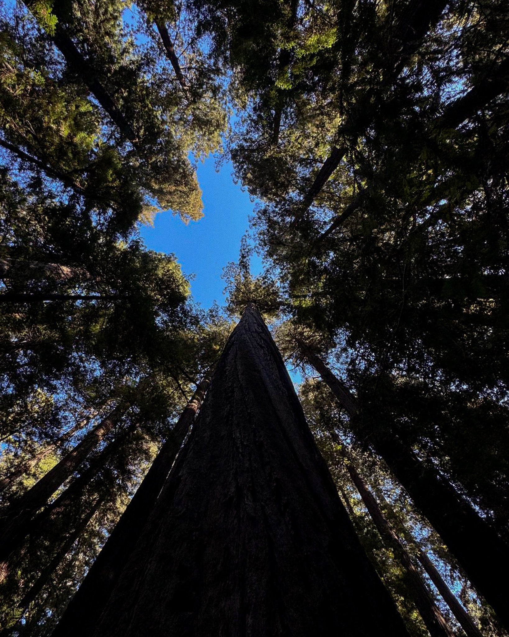 Tree Bathing Fire & Wild Dip, 2nd April '26