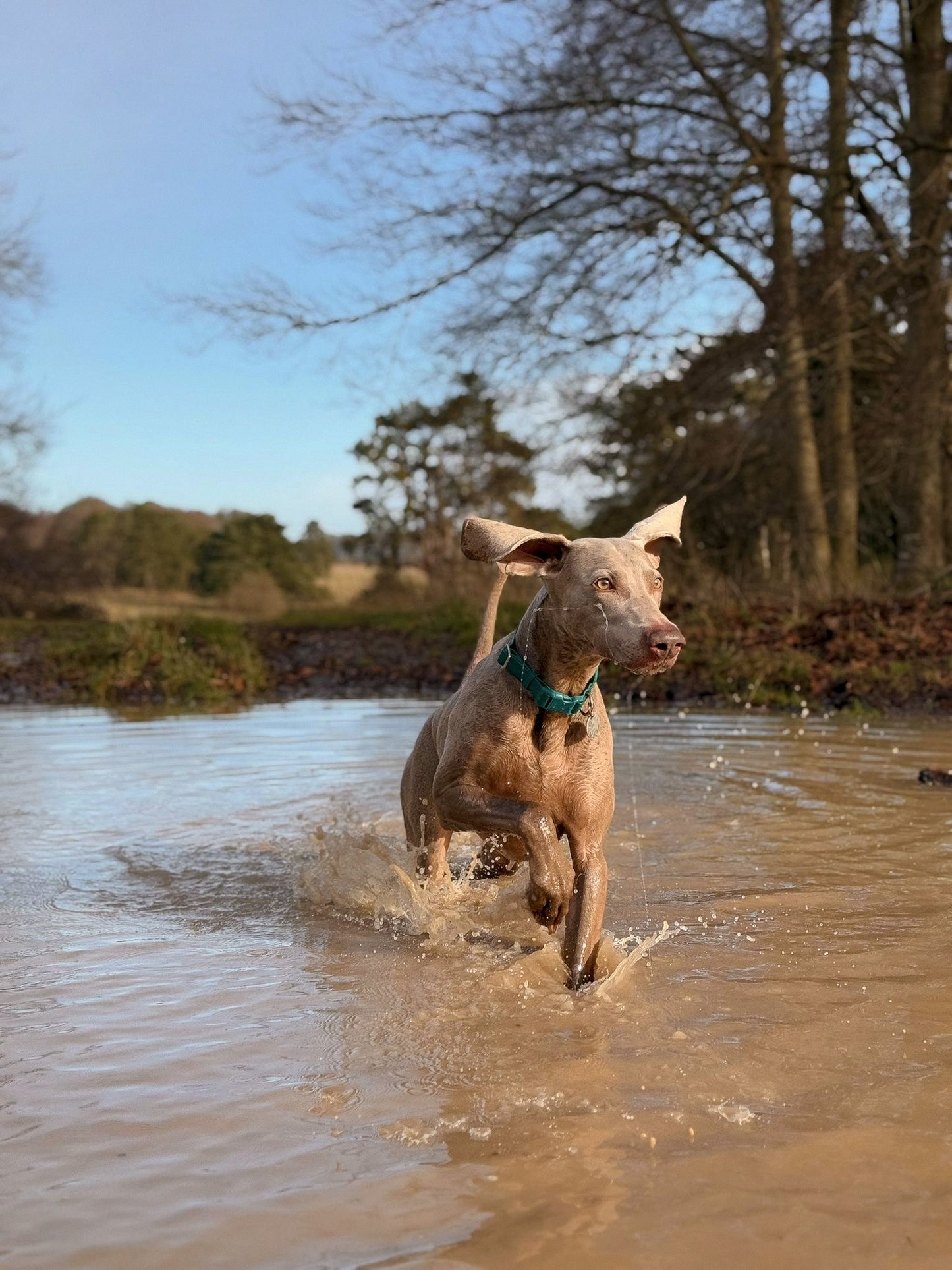 Paws & Plunge 4th-6th Nov '26