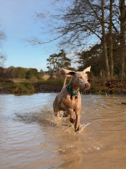 Paws & Plunge 4th-6th Nov '26