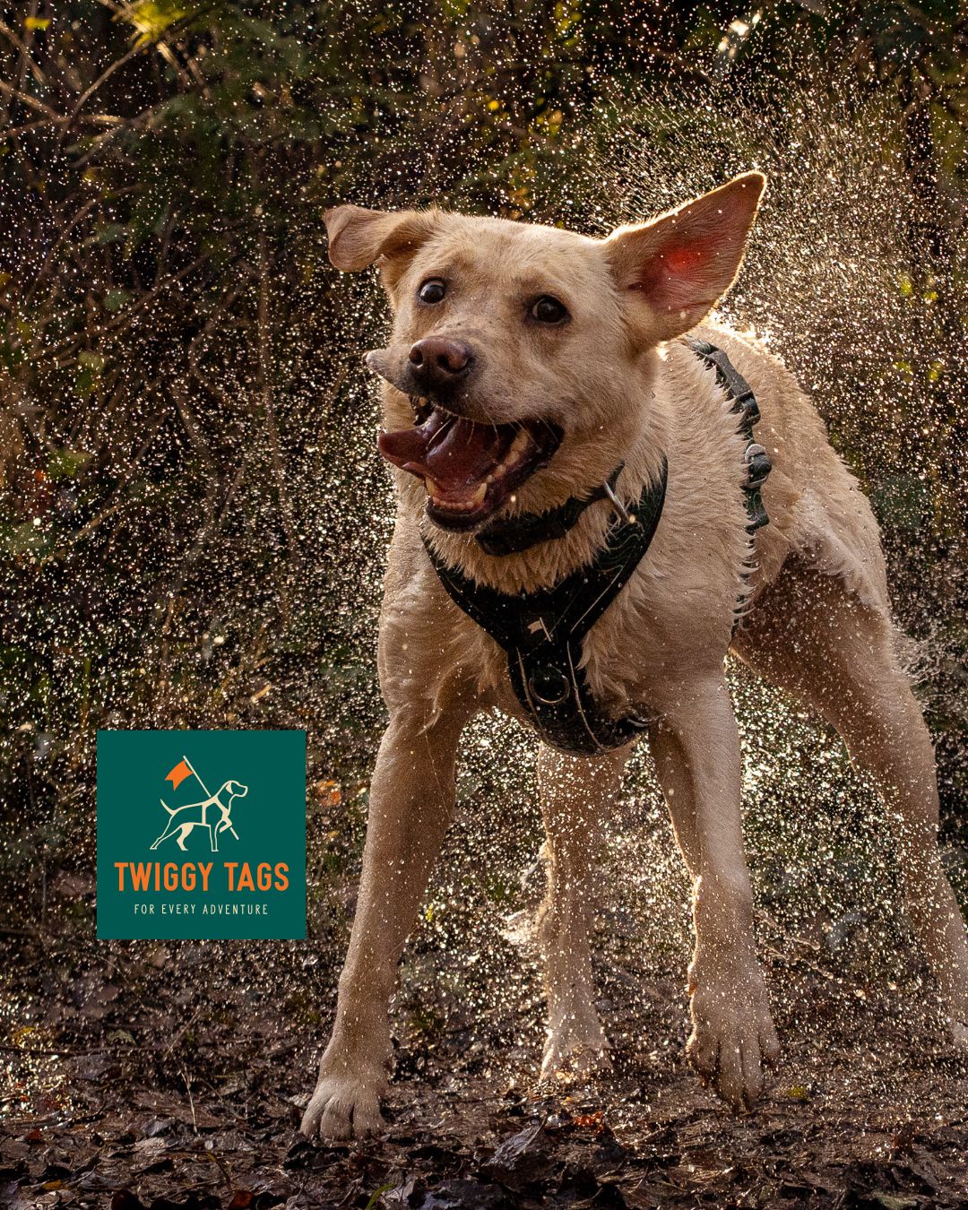 Paws & Plunge 4th-6th Nov '26