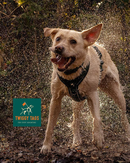 Paws & Plunge 4th-6th Nov '26