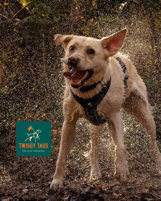 Paws & Plunge 4th-6th Nov '26