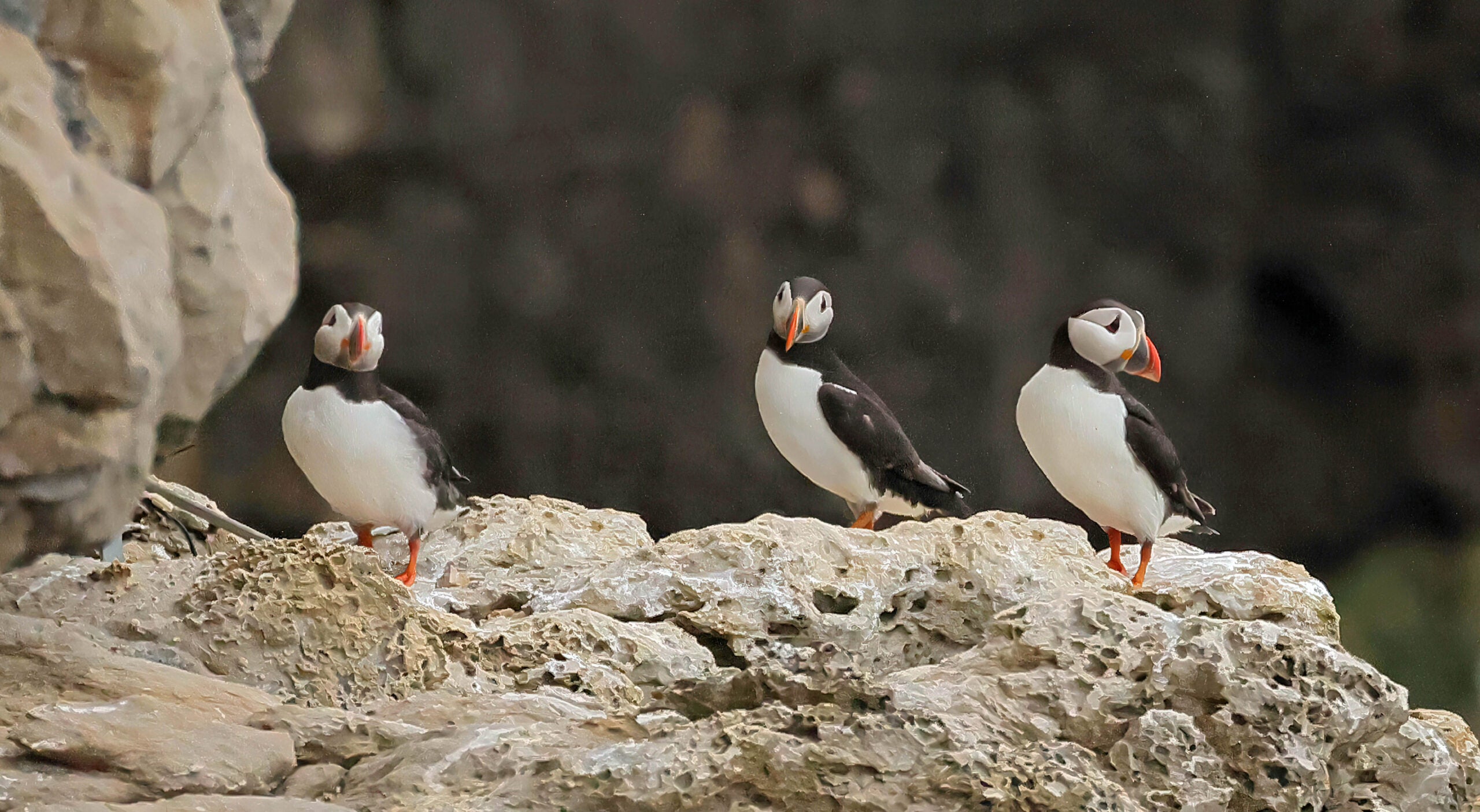 Dolphins, Puffins & Cave Swim